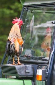 Stolt orange italiensk hane ser en flott hane i traktorvinduet